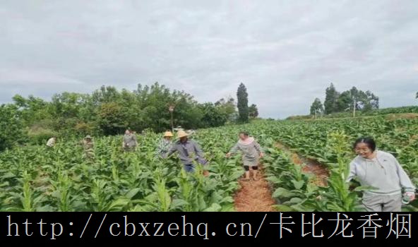 逃生告密者剧情免税卡比龙简装图片